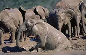 African Elephant - bathing Addo National Park South Africa