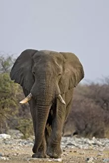 Images Dated 30th September 2009: African Elephant - big adult walking straight towards the camera in late afternoon light - Etosha