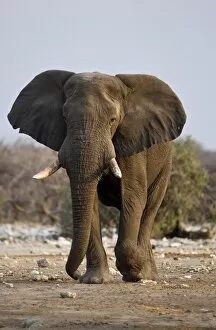 Images Dated 30th September 2009: African Elephant - big adult walking straight towards the camera in late afternoon light - Etosha