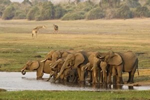Images Dated 13th September 2006: African Elephant - Breeding herd drinking in