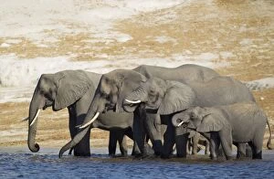 African Elephant - breeding herd drinking at the