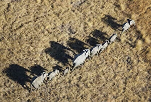 African Elephant - breeding herd - roaming - aerial
