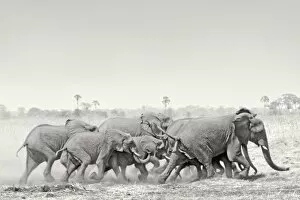 Elephants Gallery: African Elephant - breeding herd stampede across dry floodplain