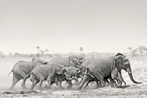 Adults Prints: African Elephant - breeding herd stampede across dry floodplain in Botswana's Okavango Delta