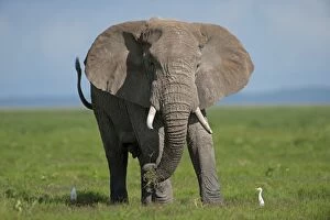 Images Dated 11th December 2010: African Elephant - bull