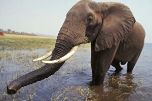 Images Dated 1st December 2004: African Elephant Bull. Africa. 3ME1183