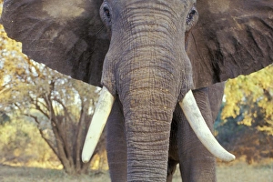 Images Dated 6th February 2005: African Elephant Bull. Being aggressive. Mana Pools National Park, Zimbabwe, Africa. 3ME303