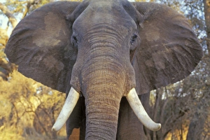 Behavior Collection: African elephant Bull. Being aggressive. Mana Pools National Park, Zimbabwe, Africa