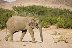 Images Dated 6th May 2007: African Elephant - Bull crossing into dry river bed