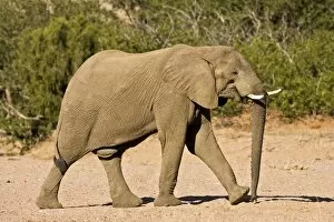 Images Dated 6th May 2007: African Elephant - Bull crossing through a dry riverbed
