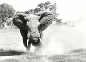 African Elephant - bull displaying aggressive behaviour when in musk