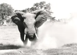 Adults Prints: African Elephant - bull displaying aggressive behaviour when in musk - Chief's Island