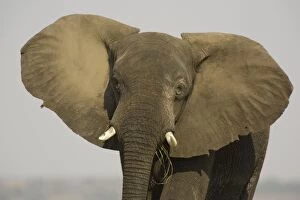 Elephants Gallery: African Elephant - Bull displays his ears in order to warn the photographer
