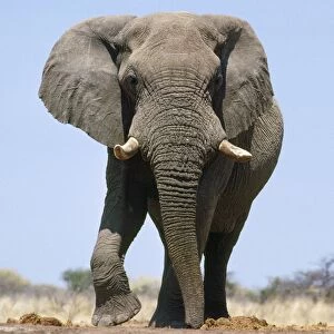 Images Dated 11th January 2010: African Elephant - bull Etosha National Park, Namibia, Africa