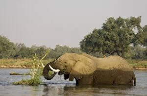 African Elephant - Bull feeding on a little grass and reed island in the Zambezi River