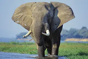 Tusks Prints: African Elephant Bull. Feeding in a river