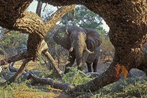 African Elephant - Bull feeding on tree it has pushed over