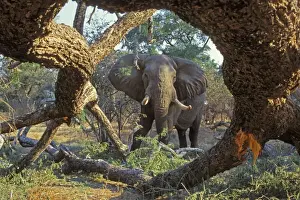 Destructive Prints: African Elephant - Bull feeding on tree it has pushed over
