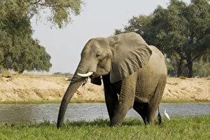 African Elephant - Bull grazing on a little island