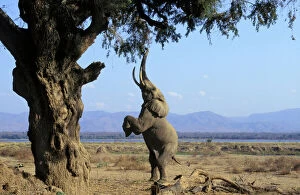 African ELEPHANT - bull, on hind legs, feeding on acacia tree branches