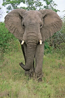 South Africa Collection: African Elephant - Bull, portrait, Kruger national park, S. Africa