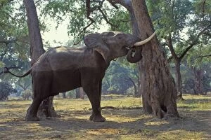 African Elephant - Bull shaking acacia tree to dislodge seedpods which it will then pick up off ground and eat