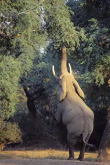 Power Prints: African Elephant - Bull shaking acacia tree to dislodge seedpods which it will then pickup off ground and eat