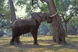 African Elephant - Bull shaking acacia tree to dislodge seedpods which it will then pickup off ground and eat. Should it find that it can push the tree over it will do so and eat pods, limbs and leaves. Mana Pools National Park, Zimbabwe