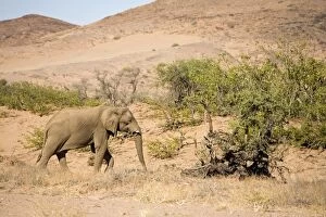 Images Dated 6th May 2007: African Elephant - Bull standing in typical desert environment Huab River, Damaraland