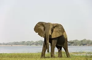 African Elephant - Bull has been taking a bath at the bank of the Zambezi River