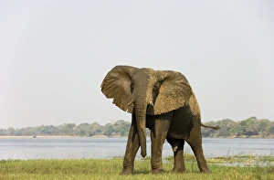 Images Dated 25th August 2006: African Elephant - Bull has been taking a bath at the bank of the Zambezi River