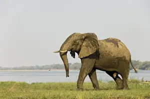 African Elephant - Bull has been taking a bath at the bank of the Zambezi River. On the opposite side of the river the Mana Pools National Park in Zimbabwe. Lower Zambezi National Park, Zambia