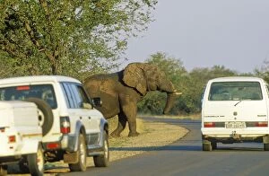 African Elephant - bull and tourist vehicles at
