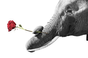 Images Dated 3rd February 2020: African Elephant - bull with twisted trunk holding single red rose Date: 20-Aug-09