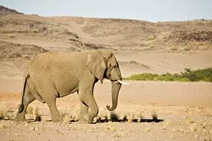Images Dated 6th May 2007: African Elephant - Bull in typical rugged desert habitat Huab River, Damaraland, Western Namibia