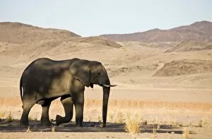 Images Dated 6th May 2007: African Elephant - Bull in typical rugged desert habitat Huab River, Damaraland, Western Namibia