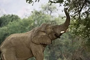 African Elephant - bull using his trunk to pluck leaves from a tree - desert adapted