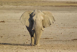African Elephant - bull on his way to a waterhole
