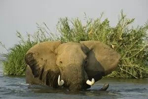 Images Dated 26th August 2006: African Elephant - Bull in the Zambezi River has been feeding on a reed island