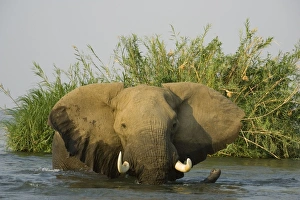 Images Dated 26th August 2006: African Elephant - Bull in the Zambezi River has been feeding on a reed island