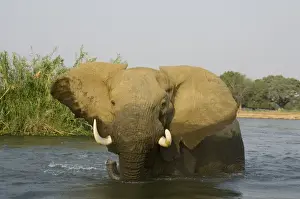 Bulls Prints: African Elephant - Bull in the Zambezi River has been feeding on a reed island