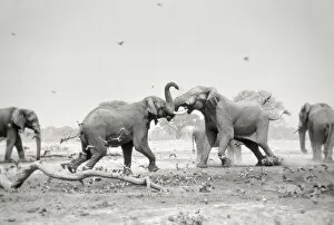 African Elephant - bulls displaying aggressive behaviour when in musk - at drying waterhole