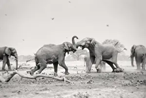Adults Prints: African Elephant - bulls displaying aggressive behaviour when in musk - at drying waterhole - Harvey's Pan