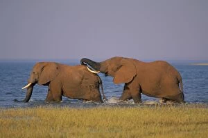 Images Dated 6th February 2005: African Elephant Bulls. Engaging in dominance behavior--the one behind with his trunk over