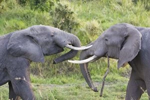 Images Dated 15th August 2007: African Elephant - bulls fighting