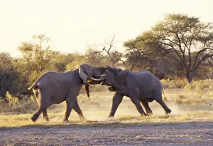 Attacking Prints: African Elephant - bulls fighting Botswana, African