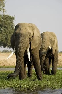 Images Dated 26th August 2006: African Elephant - Bulls grazing on a little island