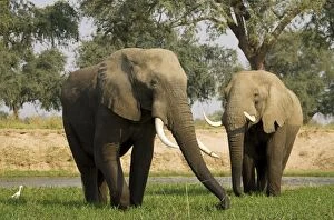 African Elephant - Bulls grazing on a little island