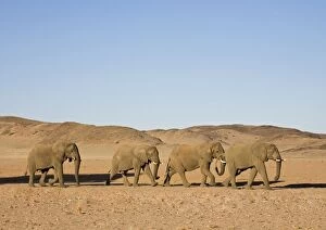 Images Dated 6th May 2007: African Elephant - Bulls migrating through the desert Huab River, Damaraland, Western Namibia