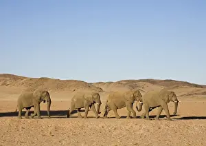 Following Prints: African Elephant - Bulls migrating through the desert Huab River